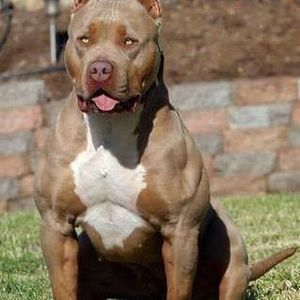 Meet your Posher, Thom